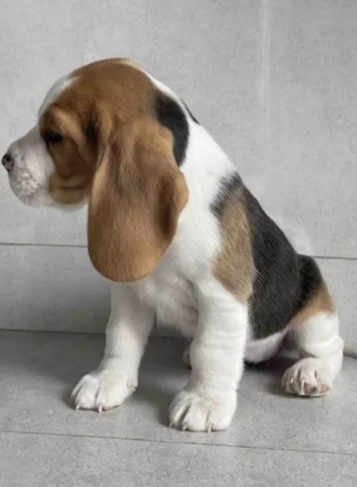 12-Week-Old Beagle Girl Looking for a Home in Texas (TX)