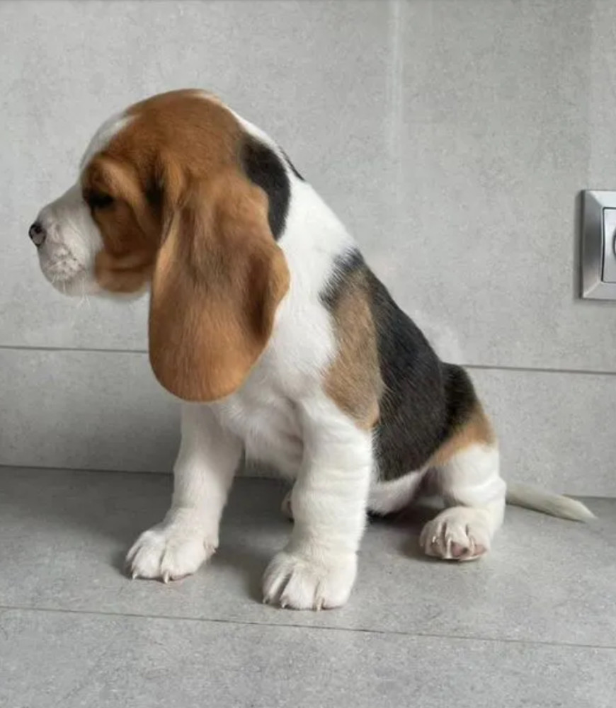 12-Week-Old Beagle Girl Looking for a Home in Texas (TX)
