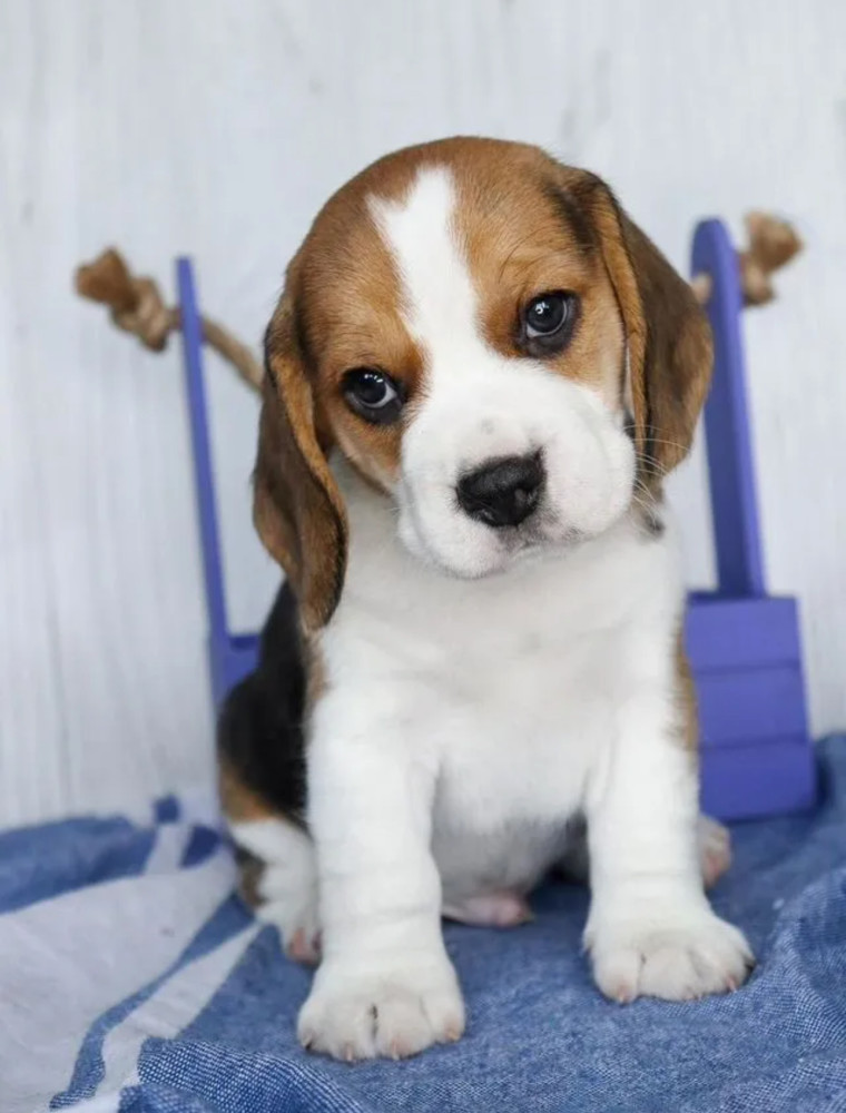 Beagle Boy for Sale 6 Weeks Old in New York (NY)