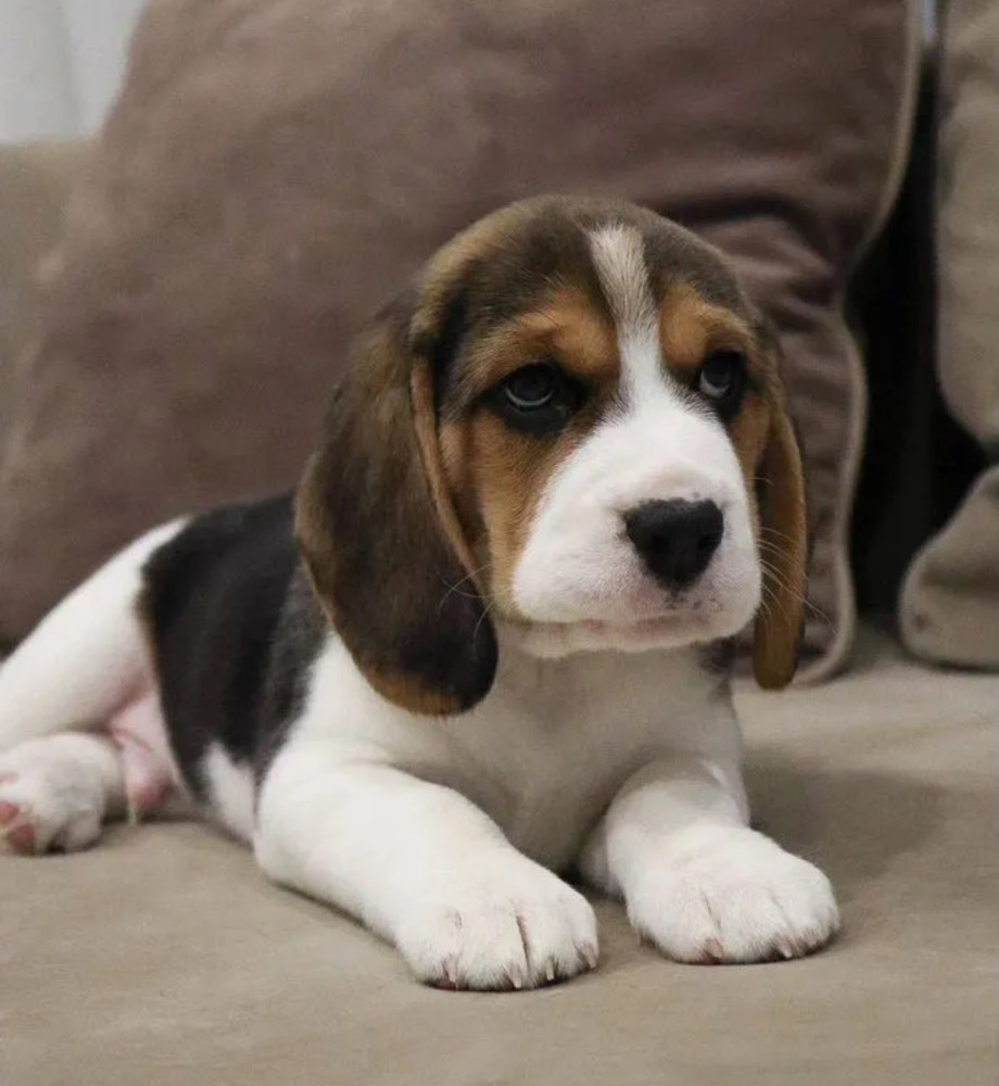 Beagle Boy for Sale 6 Weeks Old in New York (NY)