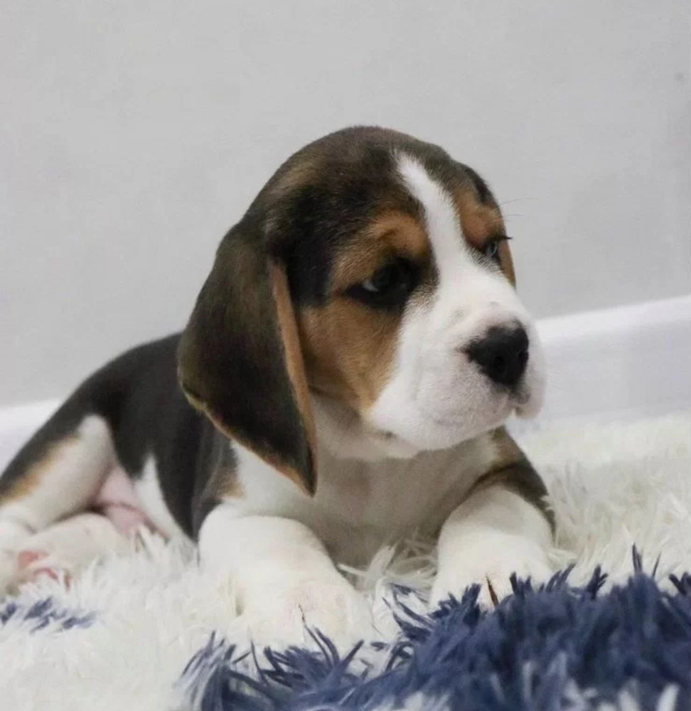 Beagle Boy for Sale 6 Weeks Old in New York (NY)