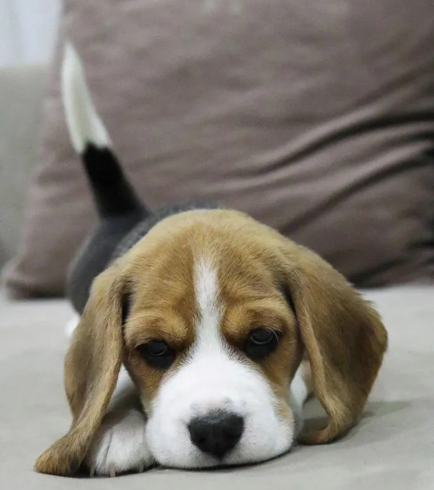 Beagle Boy for Sale 6 Weeks Old in New York (NY)