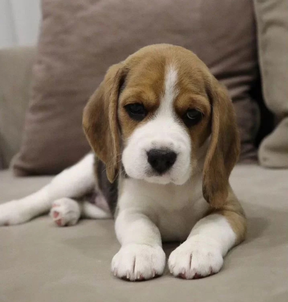 Beagle Boy for Sale 6 Weeks Old in New York (NY)