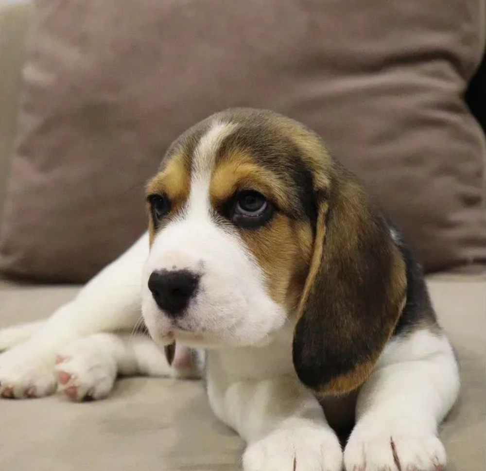Beagle Boy for Sale 6 Weeks Old in New York (NY)