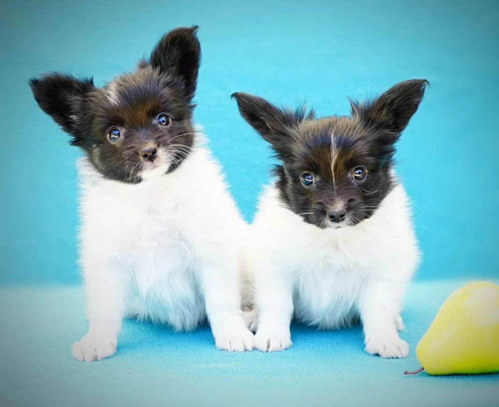 Papillon Puppies for Sale in New York (NY)