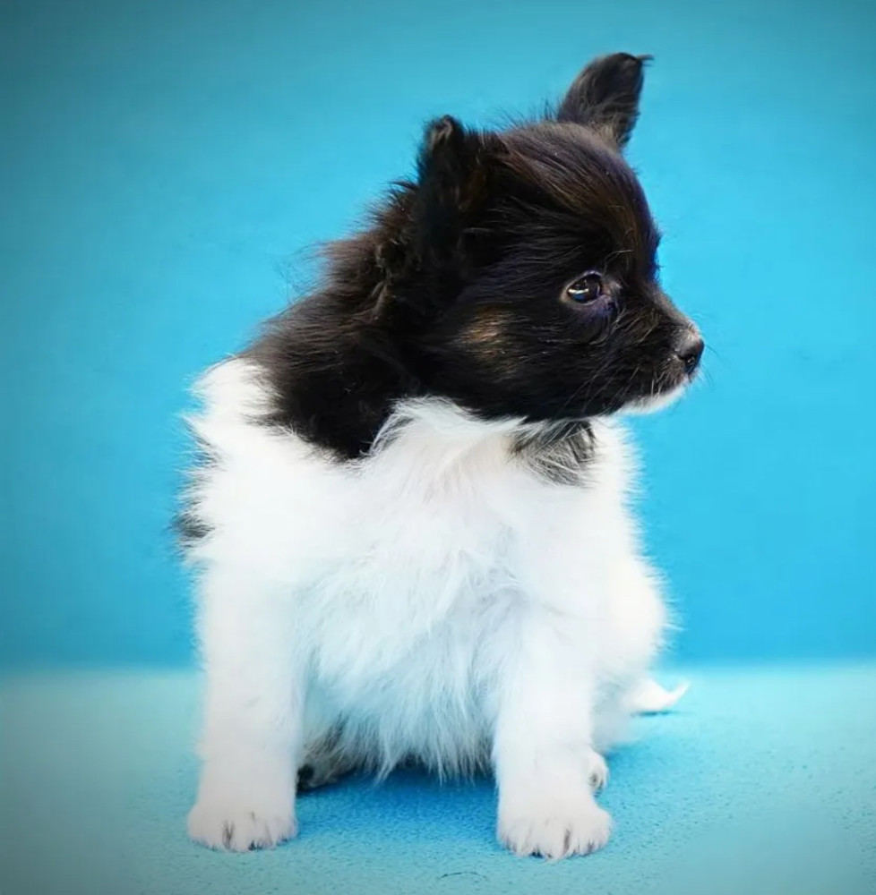 Papillon Puppies for Sale in New York (NY)