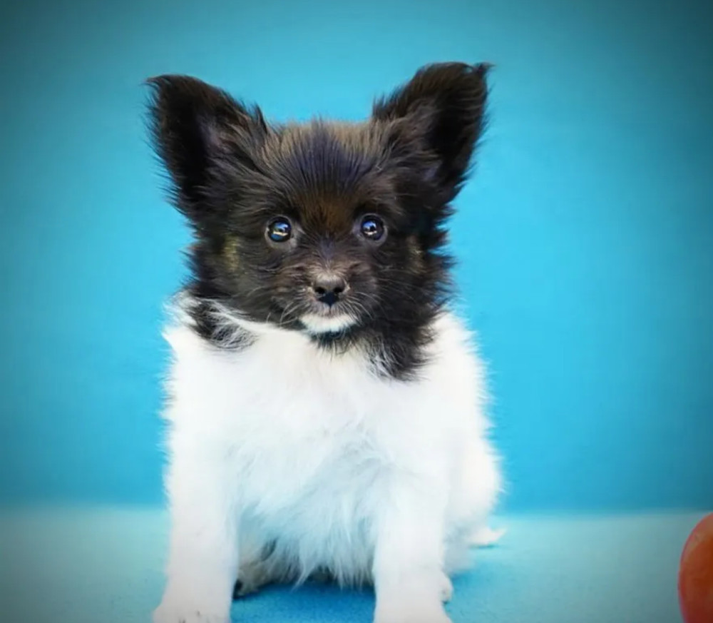 Papillon Puppies for Sale in New York (NY)