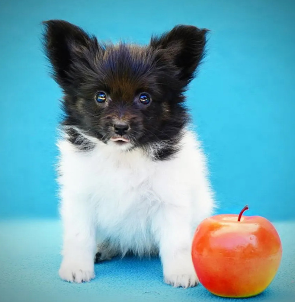 Papillon Puppies for Sale in New York (NY)