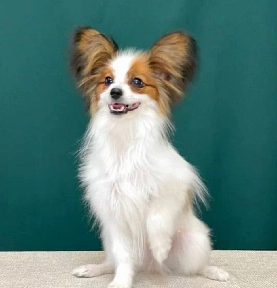 Papillon Girl for Sale in Texas (TX)