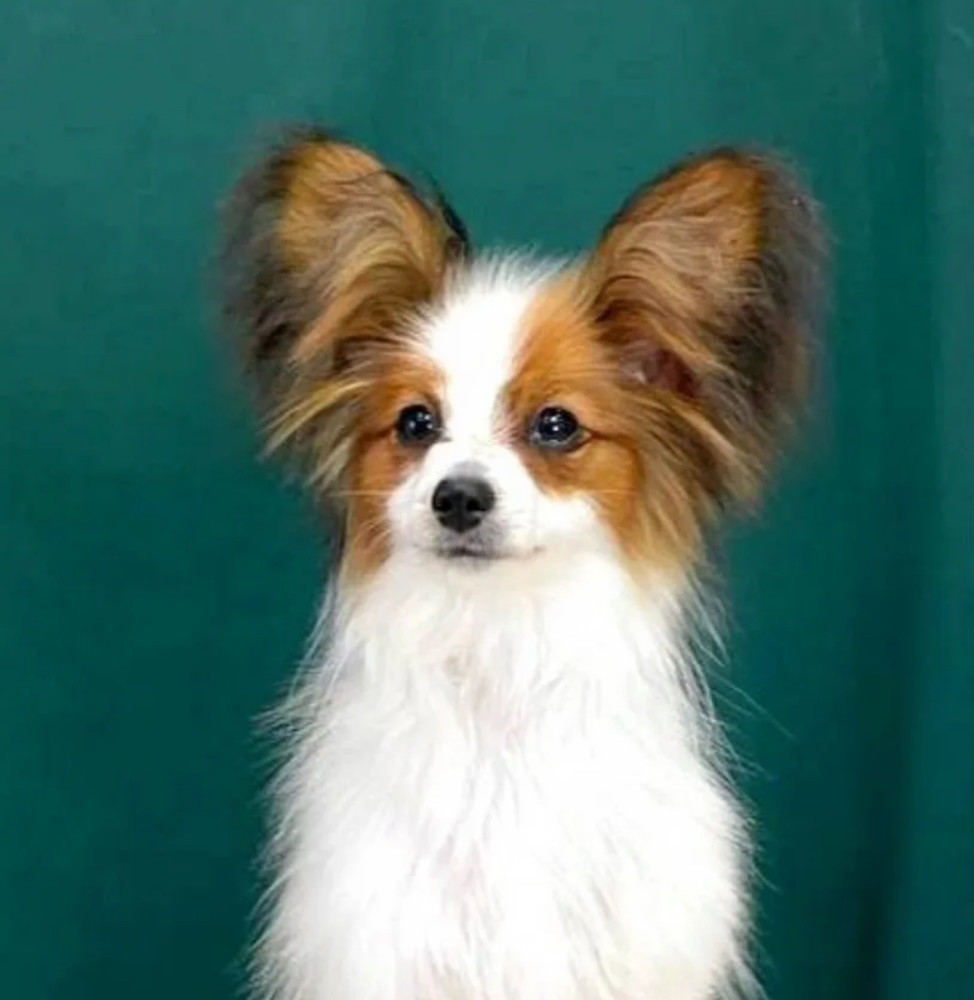 Papillon Girl for Sale in Texas (TX)
