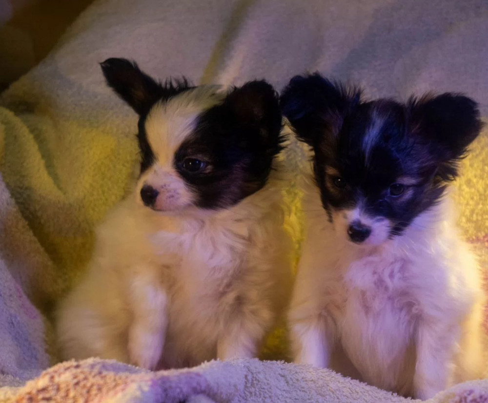 Papillon Boy and Girl Looking for a Home in California (CA)