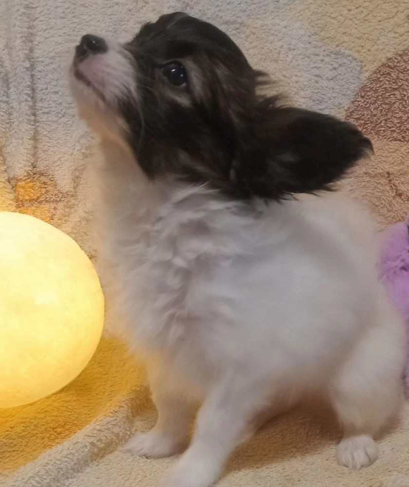 Papillon Boy and Girl Looking for a Home in California (CA)