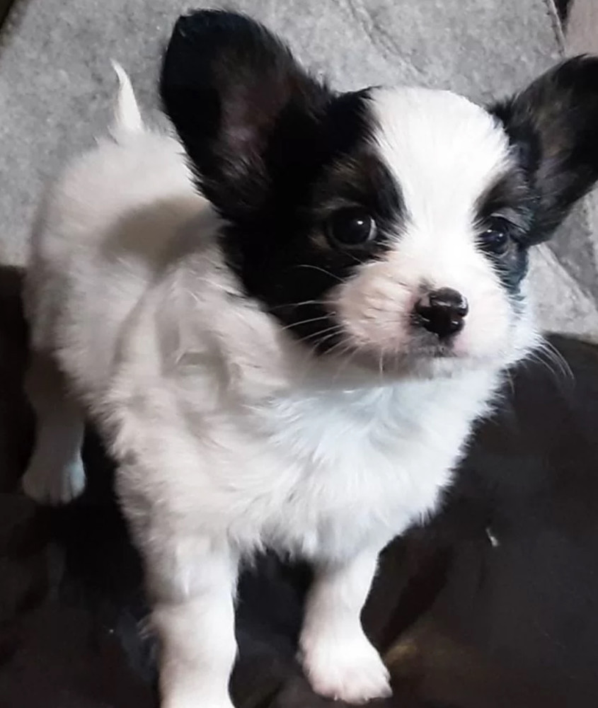 Papillon Boy and Girl Looking for a Home in California (CA)