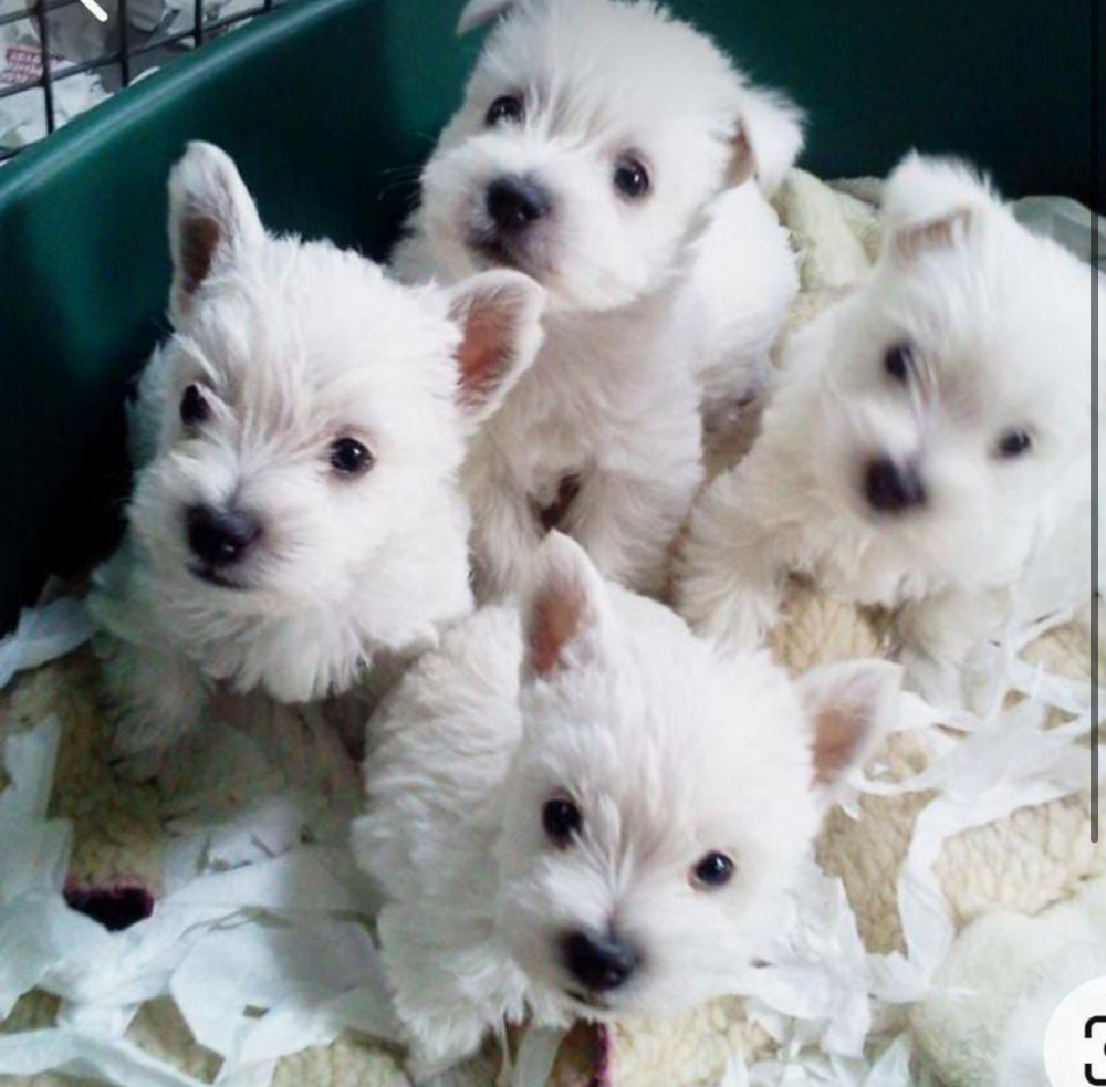 West Highland White Terrier Puppies for Sale in California (CA)