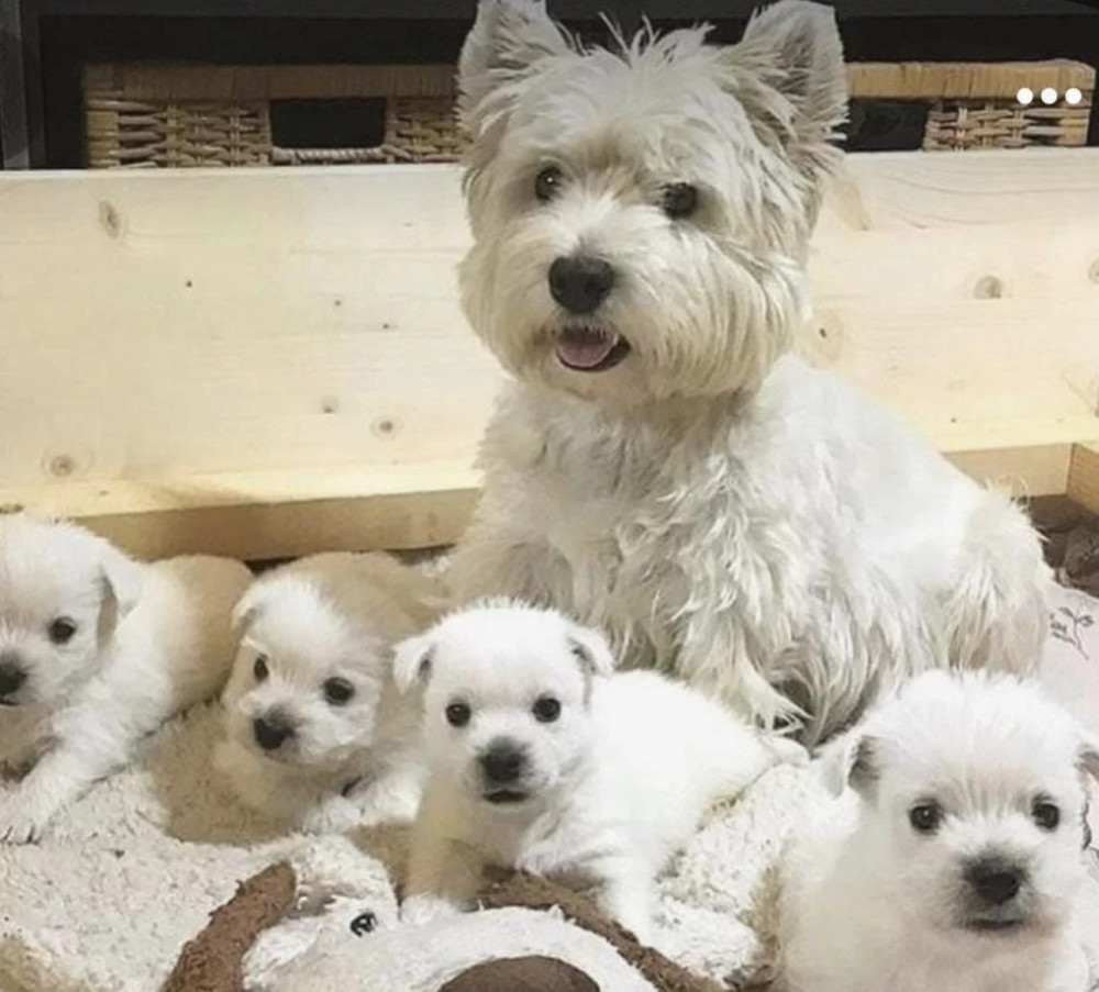 West Highland White Terrier Puppies for Sale in California (CA)