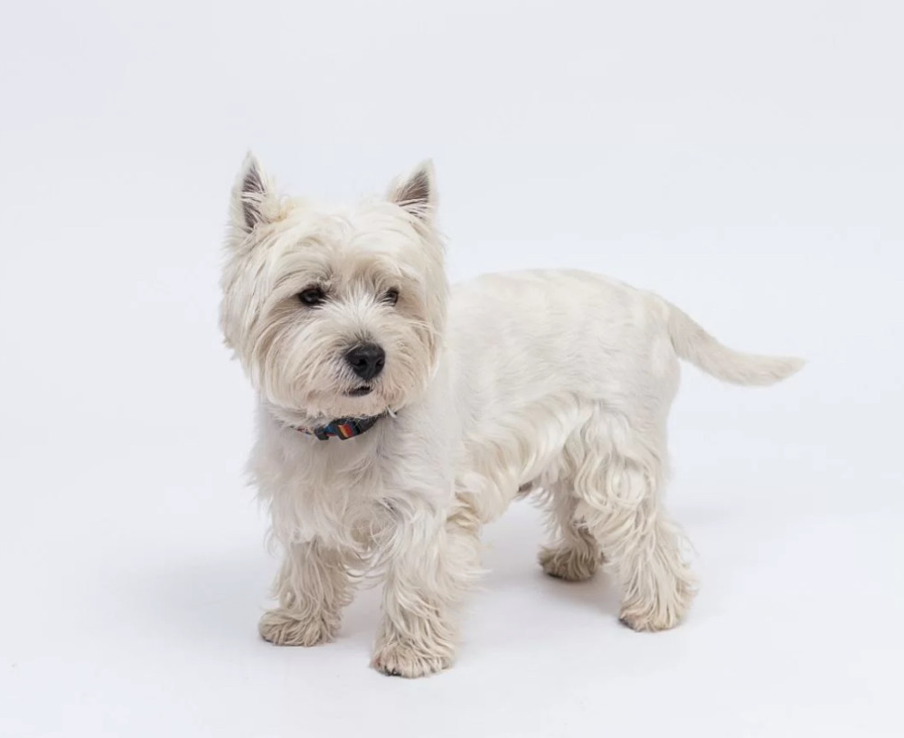 West Highland White Terrier Girl Looking for a Home in Colorado (CO)