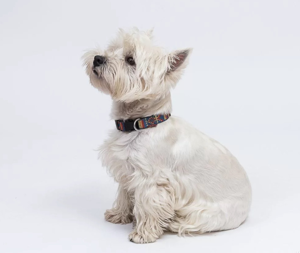 West Highland White Terrier Girl Looking for a Home in Colorado (CO)