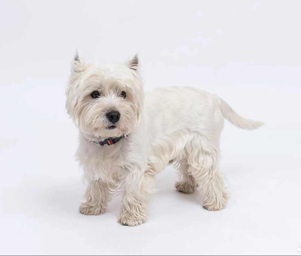 West Highland White Terrier Girl Looking for a Home in Colorado (CO)