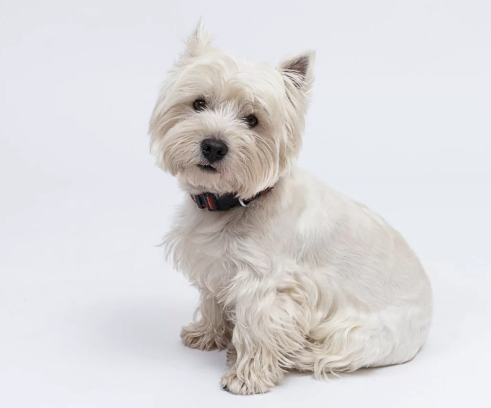 West Highland White Terrier Girl Looking for a Home in Colorado (CO)