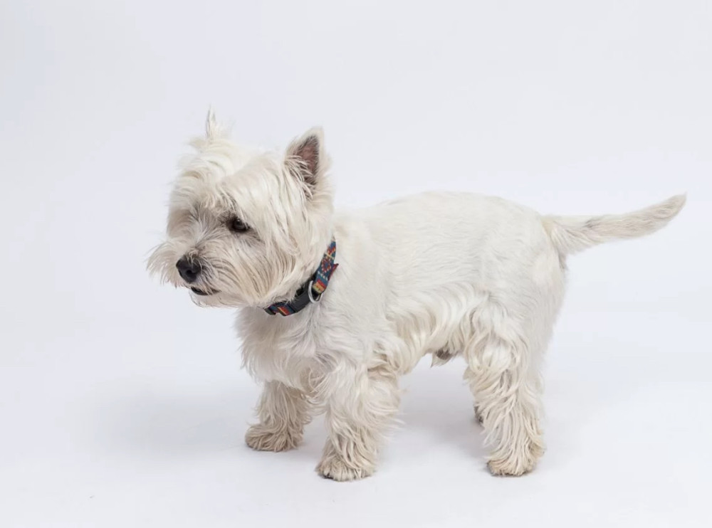 West Highland White Terrier Girl Looking for a Home in Colorado (CO)