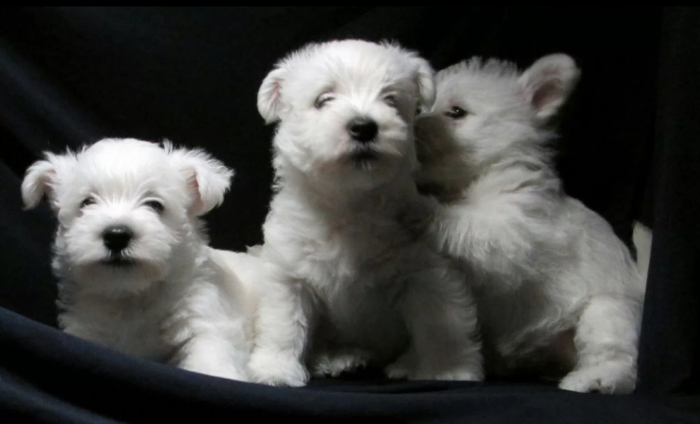 West Highland White Terrier Puppies for Sale in New York (NY)