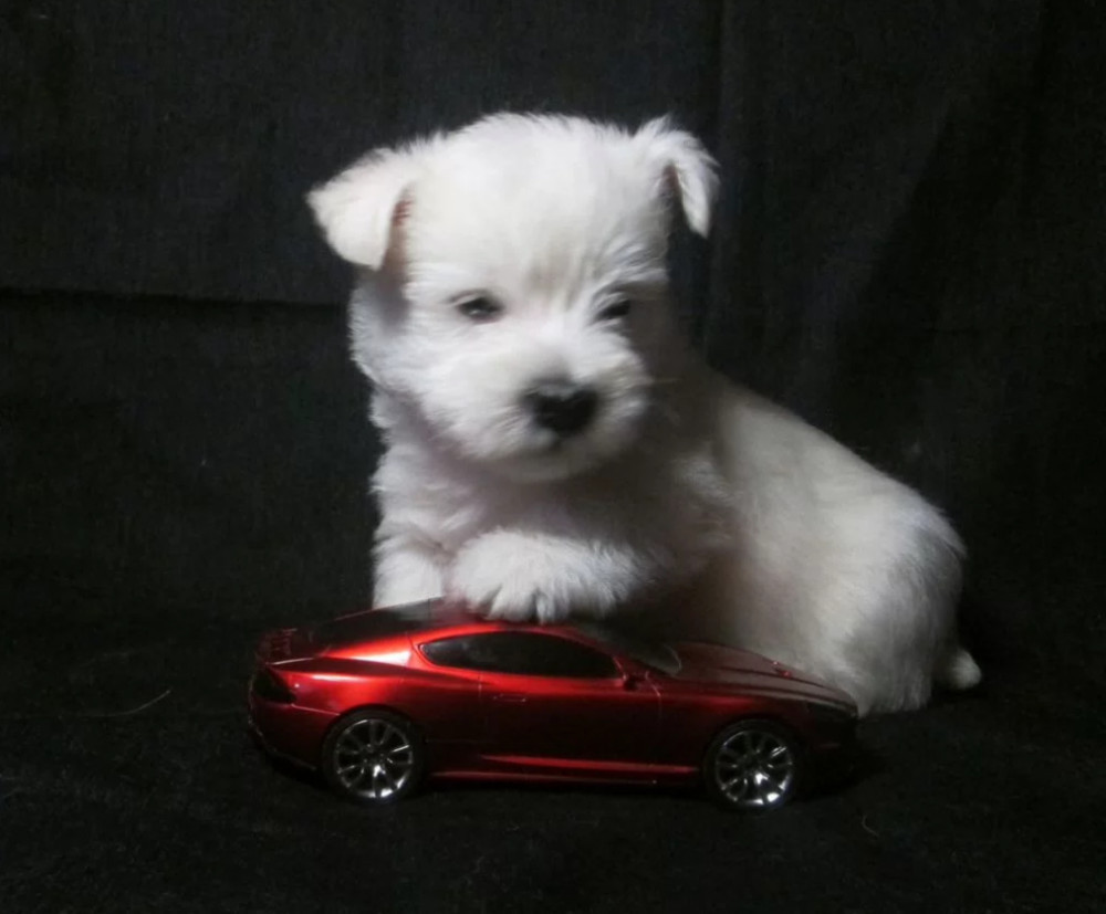 West Highland White Terrier Puppies for Sale in New York (NY)