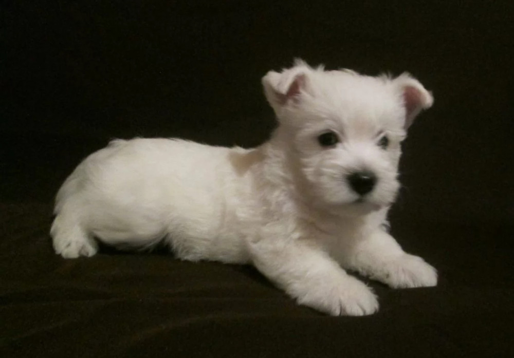 West Highland White Terrier Puppies for Sale in New York (NY)