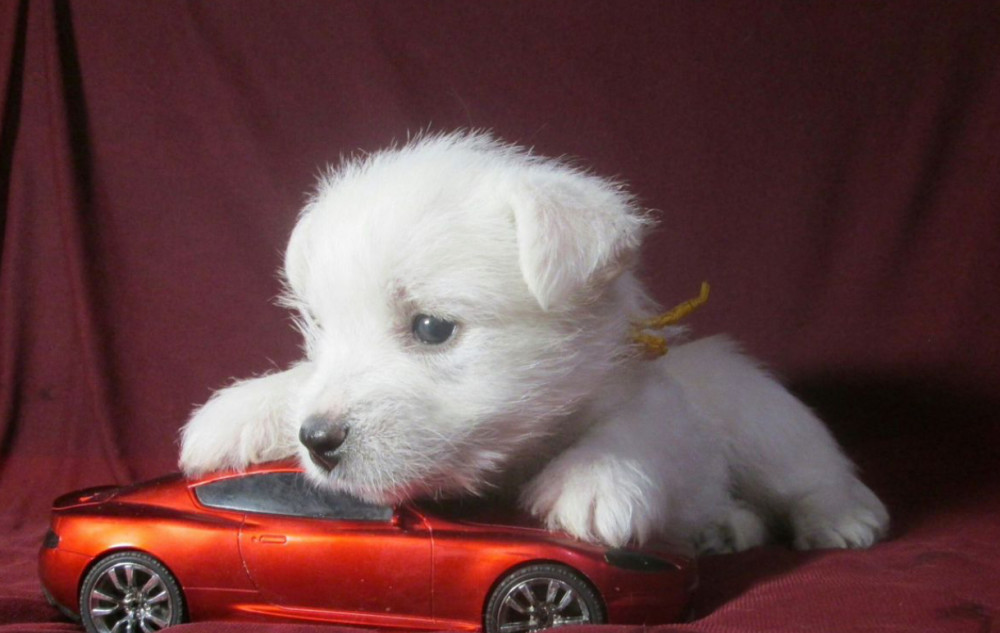 West Highland White Terrier Puppies for Sale in New York (NY)