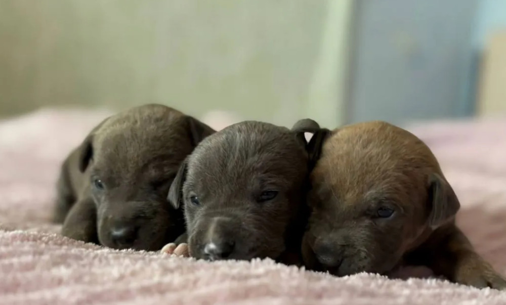 American Pit Bull Terrier Puppies for Sale in Arizona (AZ)