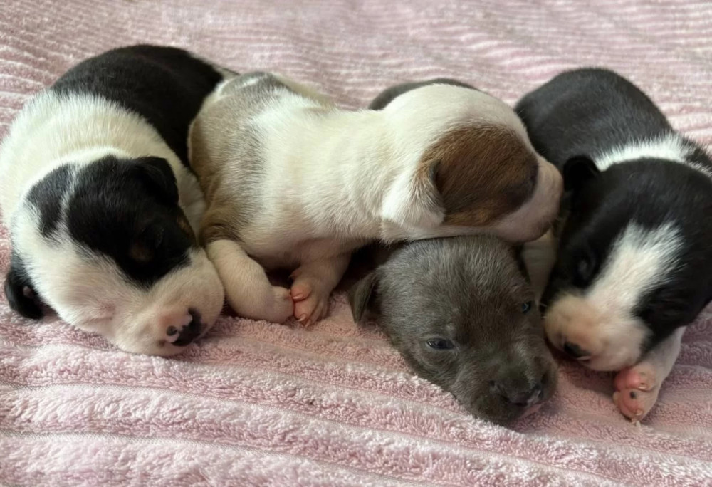 American Pit Bull Terrier Puppies for Sale in Arizona (AZ)