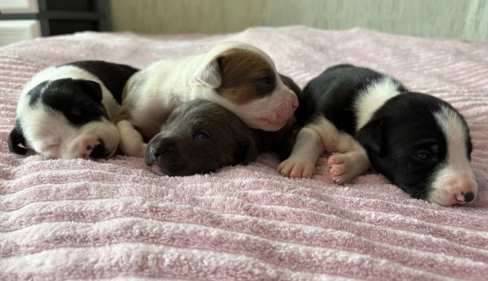 American Pit Bull Terrier Puppies for Sale in Arizona (AZ)