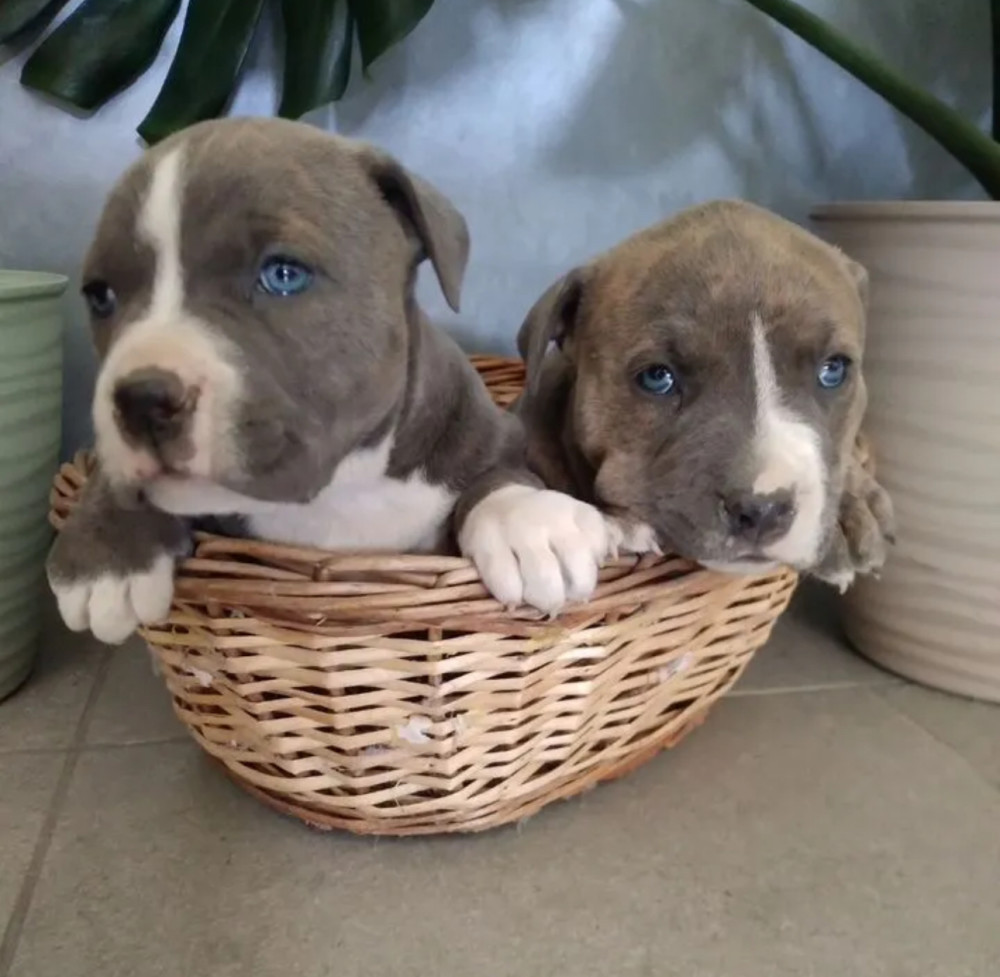 Male & Female Pit Bull Terrier Puppies for Sale in New York (NY)