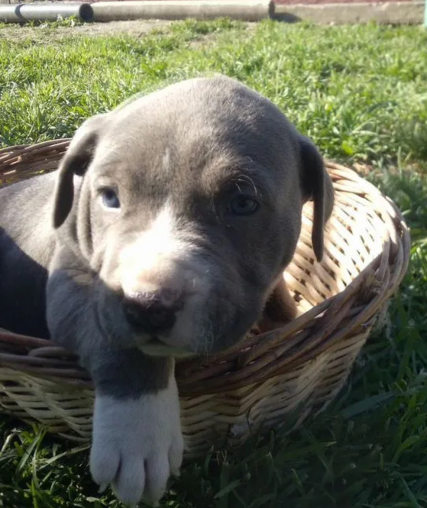 Male & Female Pit Bull Terrier Puppies for Sale in New York (NY)