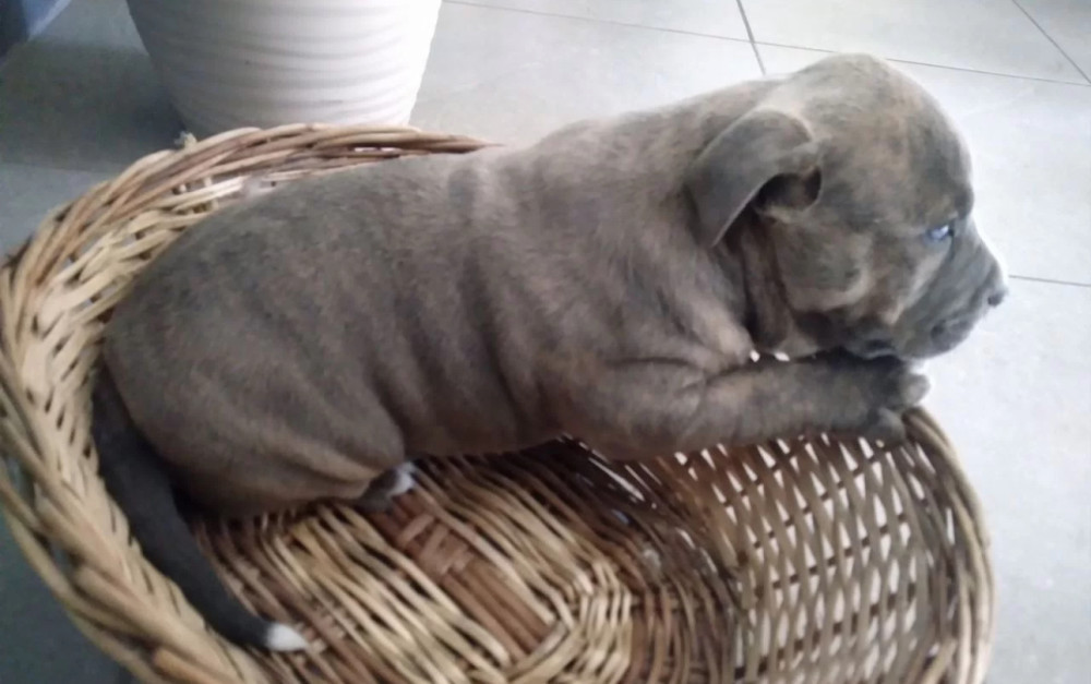 Male & Female Pit Bull Terrier Puppies for Sale in New York (NY)