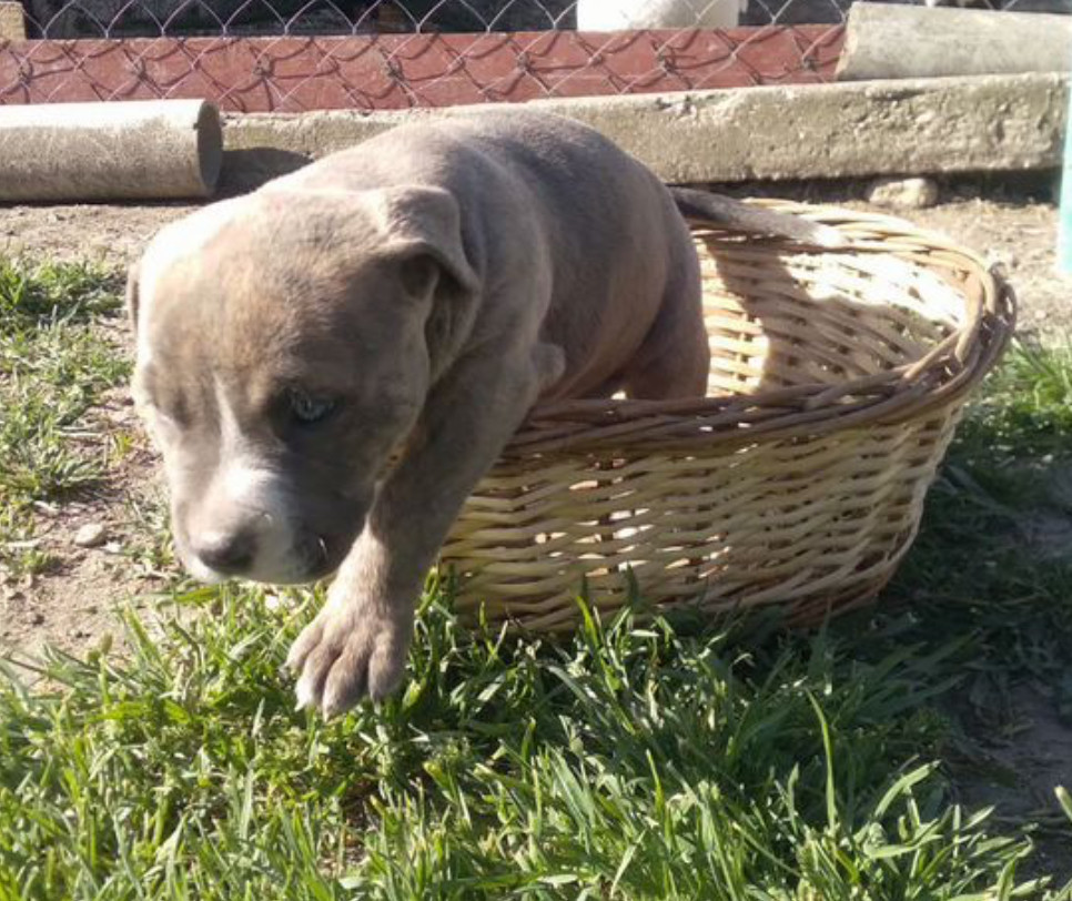Male & Female Pit Bull Terrier Puppies for Sale in New York (NY)