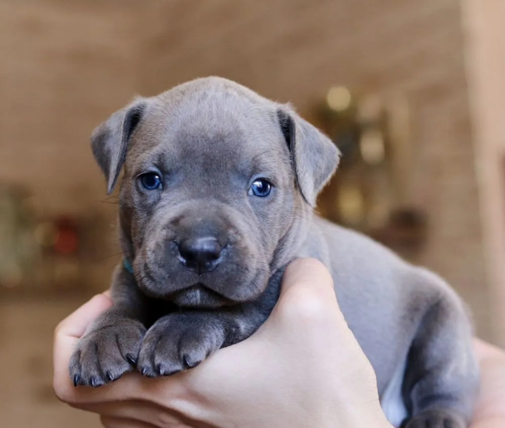 12-Week-Old Female Pit Bull for Sale in Illinois (IL)
