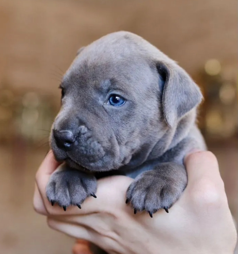 12-Week-Old Female Pit Bull for Sale in Illinois (IL)