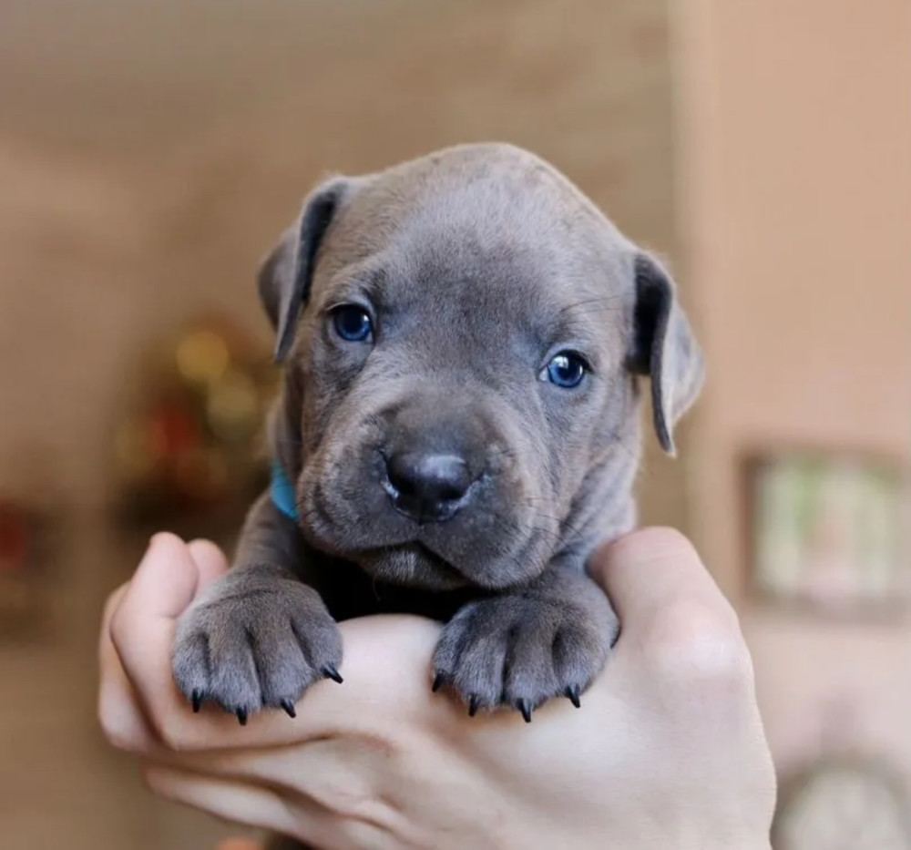 12-Week-Old Female Pit Bull for Sale in Illinois (IL)