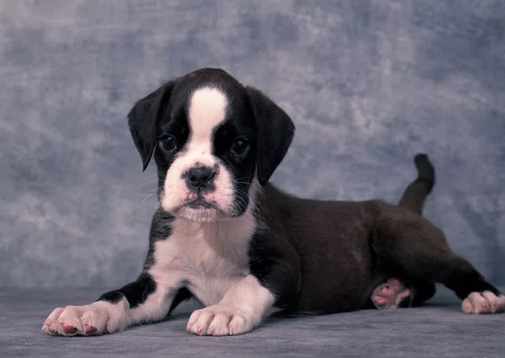 Boxer Puppies for Sale in New York (NY)