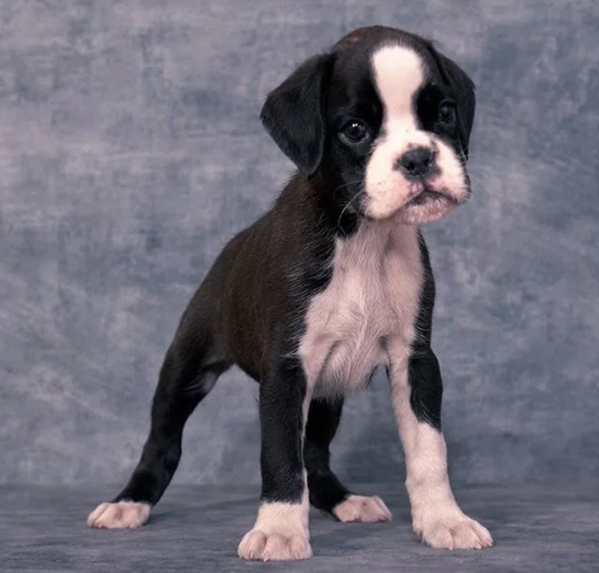 Boxer Puppies for Sale in New York (NY)