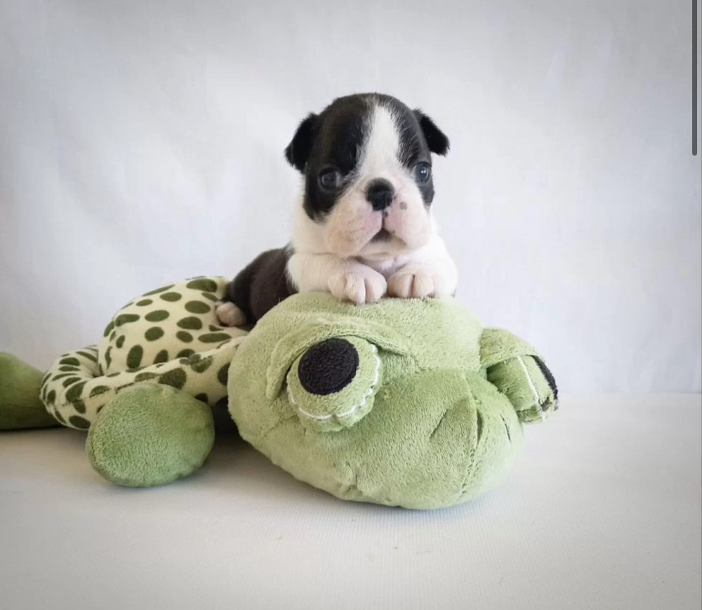 6-Week-Old Boxer Girl Looking for a Home in Florida (FL)