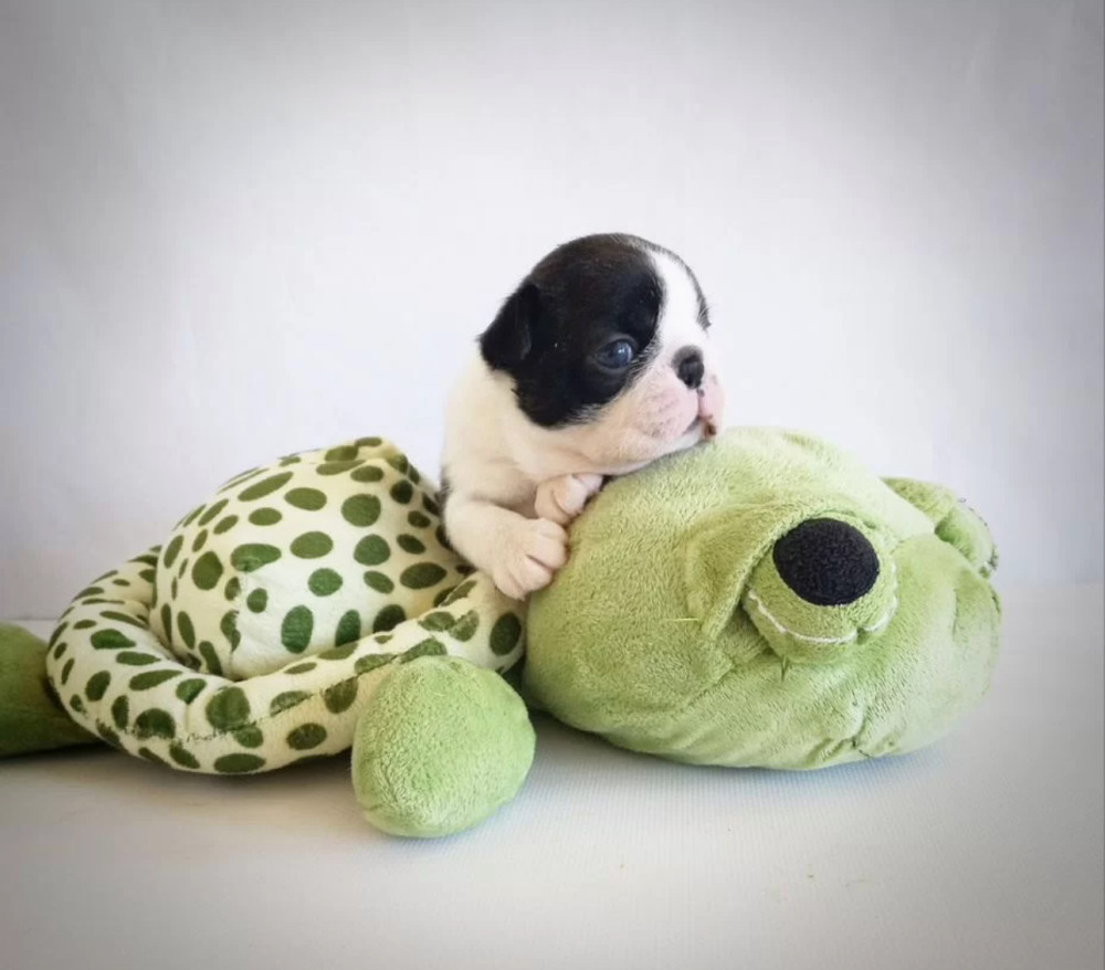 6-Week-Old Boxer Girl Looking for a Home in Florida (FL)