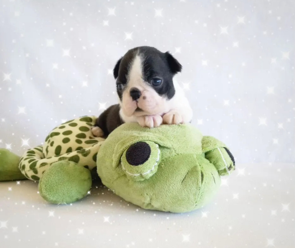 6-Week-Old Boxer Girl Looking for a Home in Florida (FL)