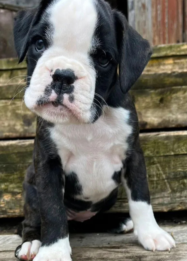 Boxer Puppies Available Reserve Now in Arizona (AZ)