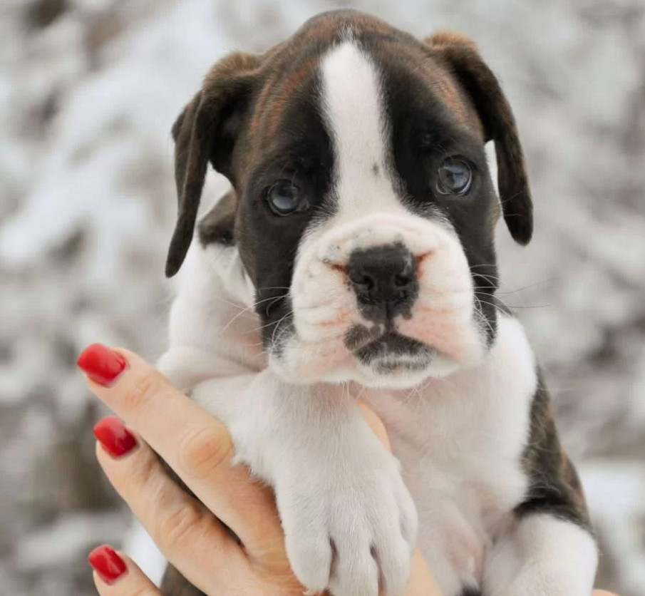 Boxer Puppies Available Reserve Now in Arizona (AZ)