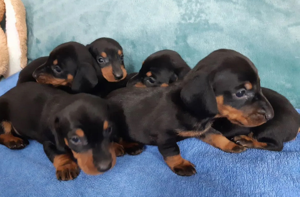 Dachshund Puppies for Sale in Jacksonville, FL, Boys and Girls Available