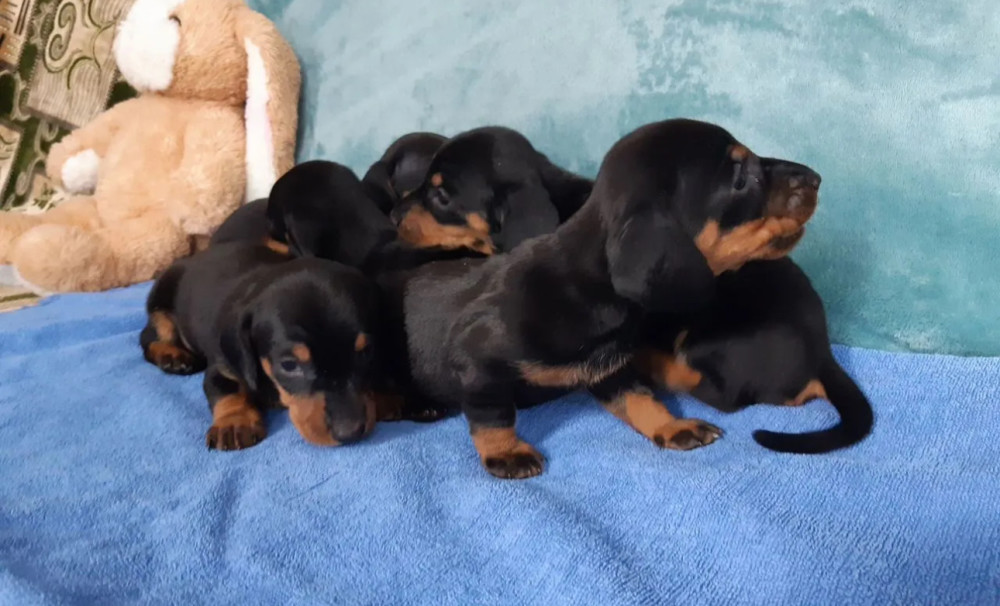 Dachshund Puppies for Sale in Jacksonville, FL, Boys and Girls Available
