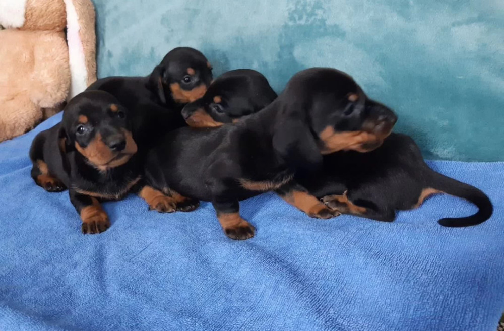 Dachshund Puppies for Sale in Jacksonville, FL, Boys and Girls Available