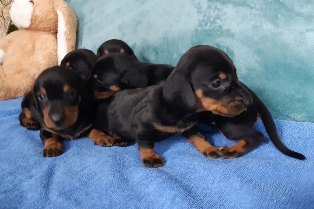 Dachshund Puppies for Sale in Jacksonville, FL, Boys and Girls Available