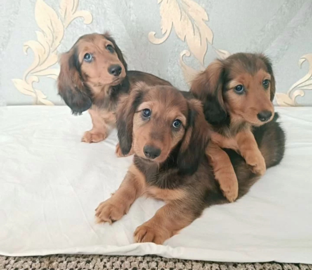 Adorable Dachshund Looking for a Home in Philadelphia, PA